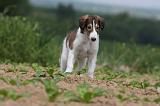 BARZOI 083
